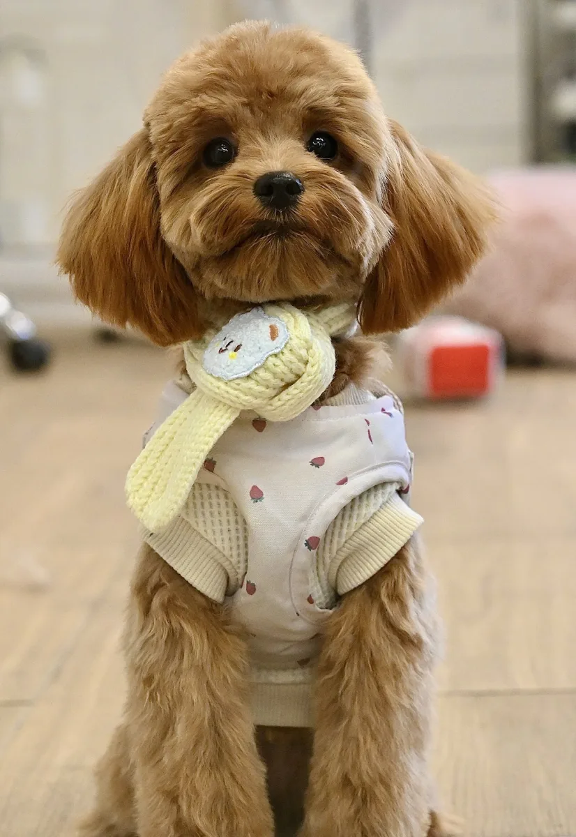 Pet Story NY photo 2