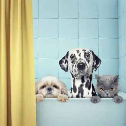 MFD Grooming & Wellness photo 3
