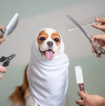 MFD Grooming & Wellness photo 6