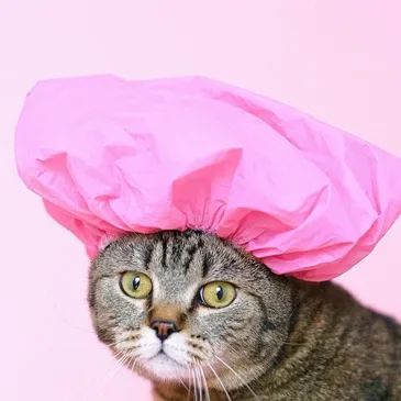 MFD Grooming & Wellness photo 5