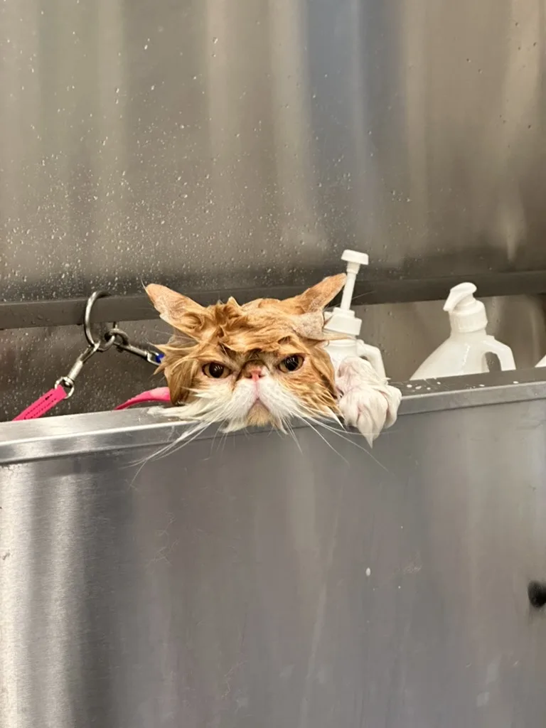 MFD Grooming & Wellness photo 2