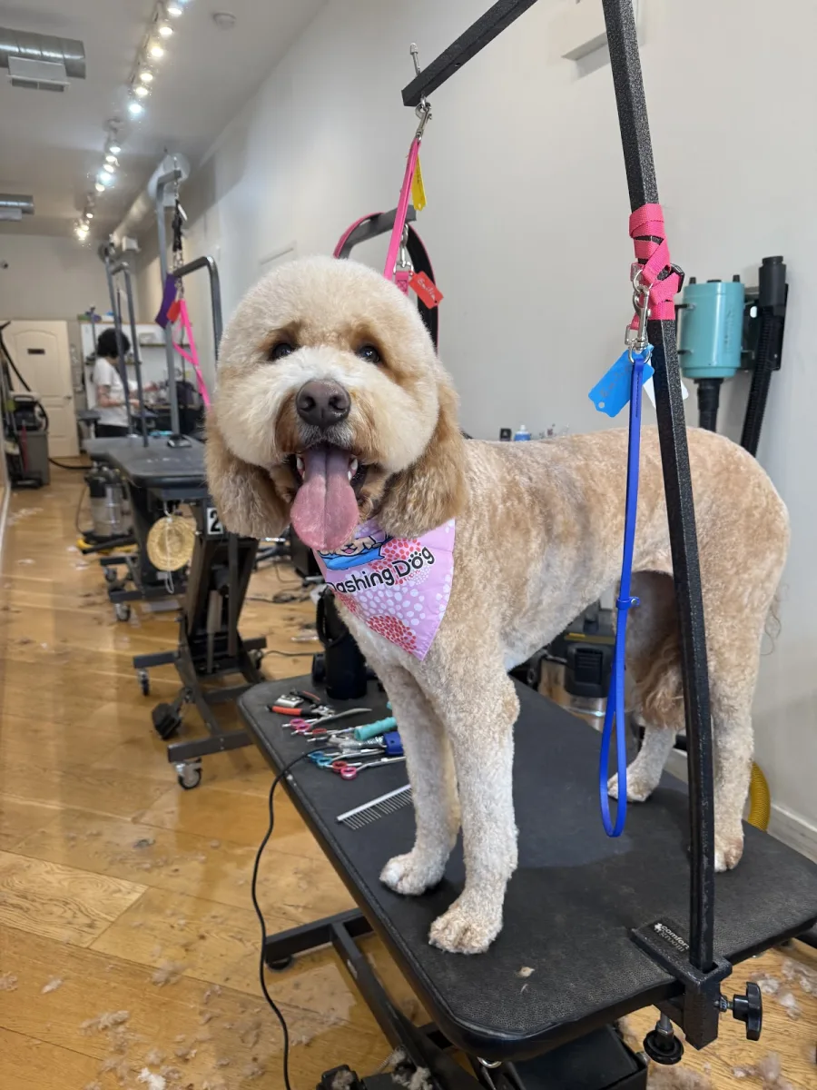 Dashing Dog - Lakeview