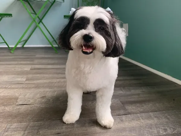Trophy Paws Pet Grooming photo 4