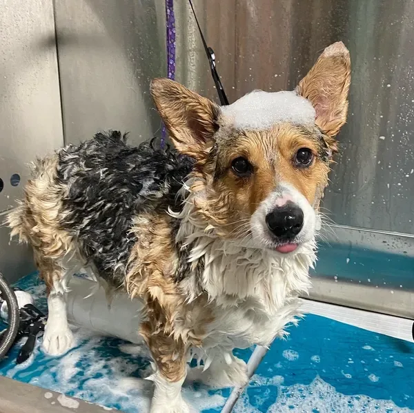Trophy Paws Pet Grooming photo 3