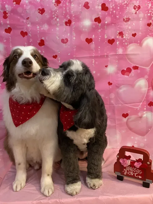 Trophy Paws Pet Grooming photo 2