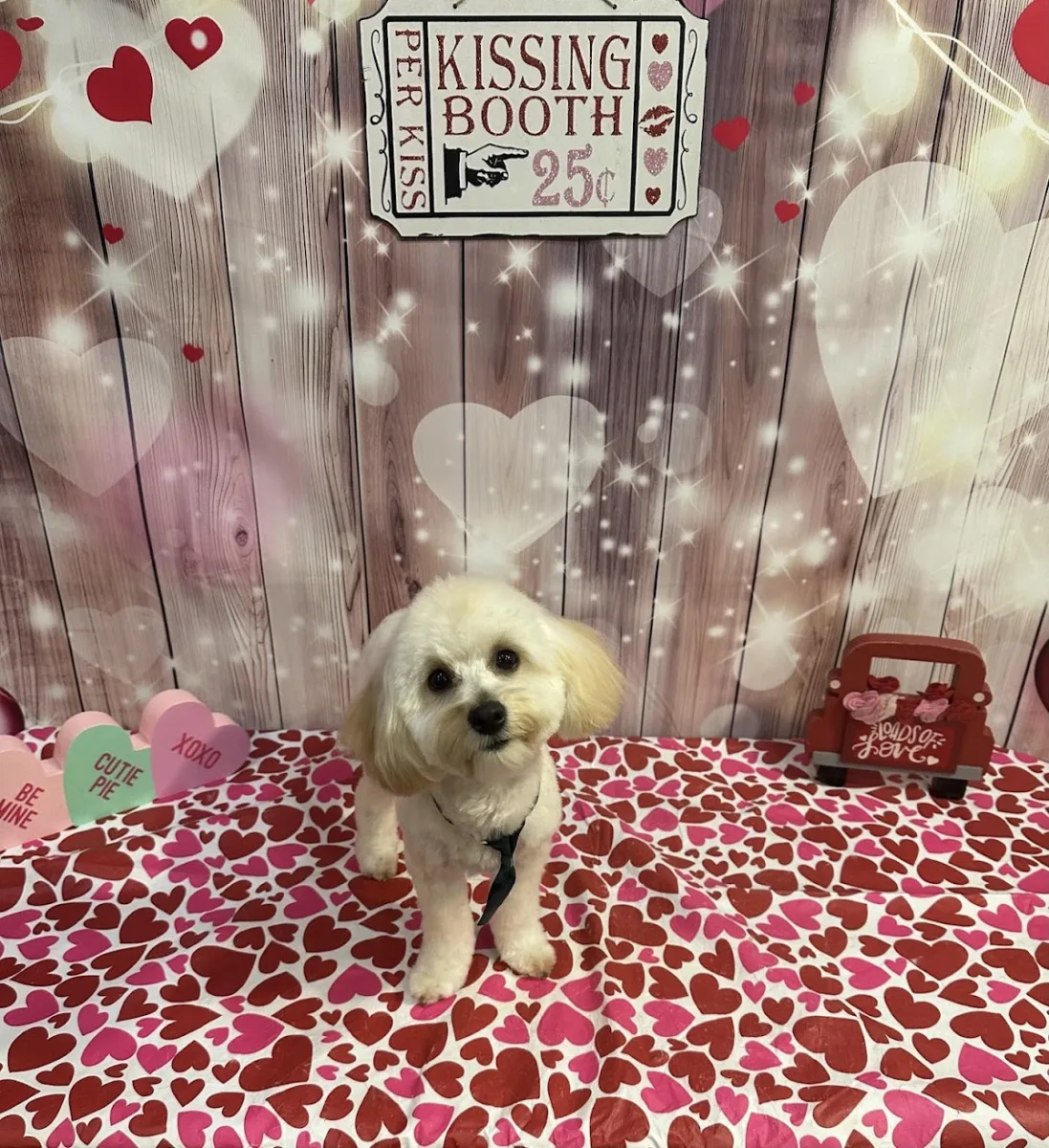 Trophy Paws Pet Grooming