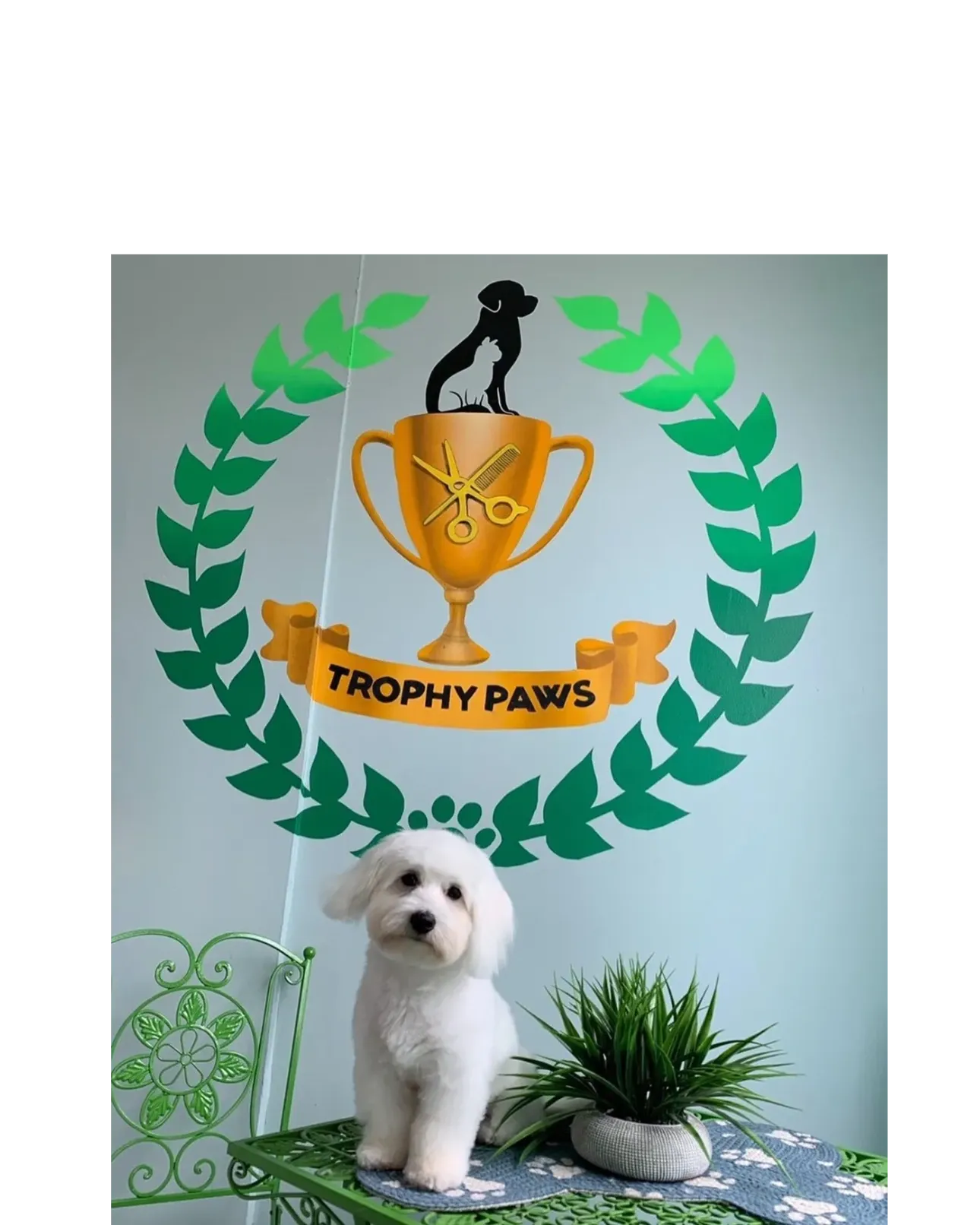 Trophy Paws Pet Grooming