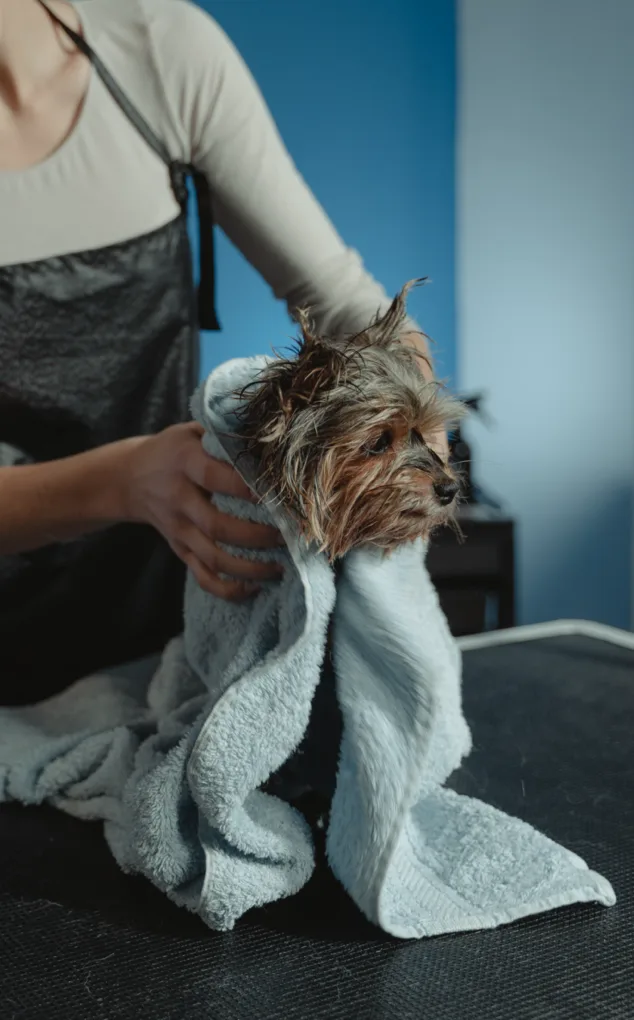 Salon Dog photo 10
