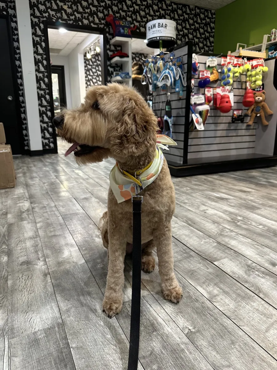 Salon Dog