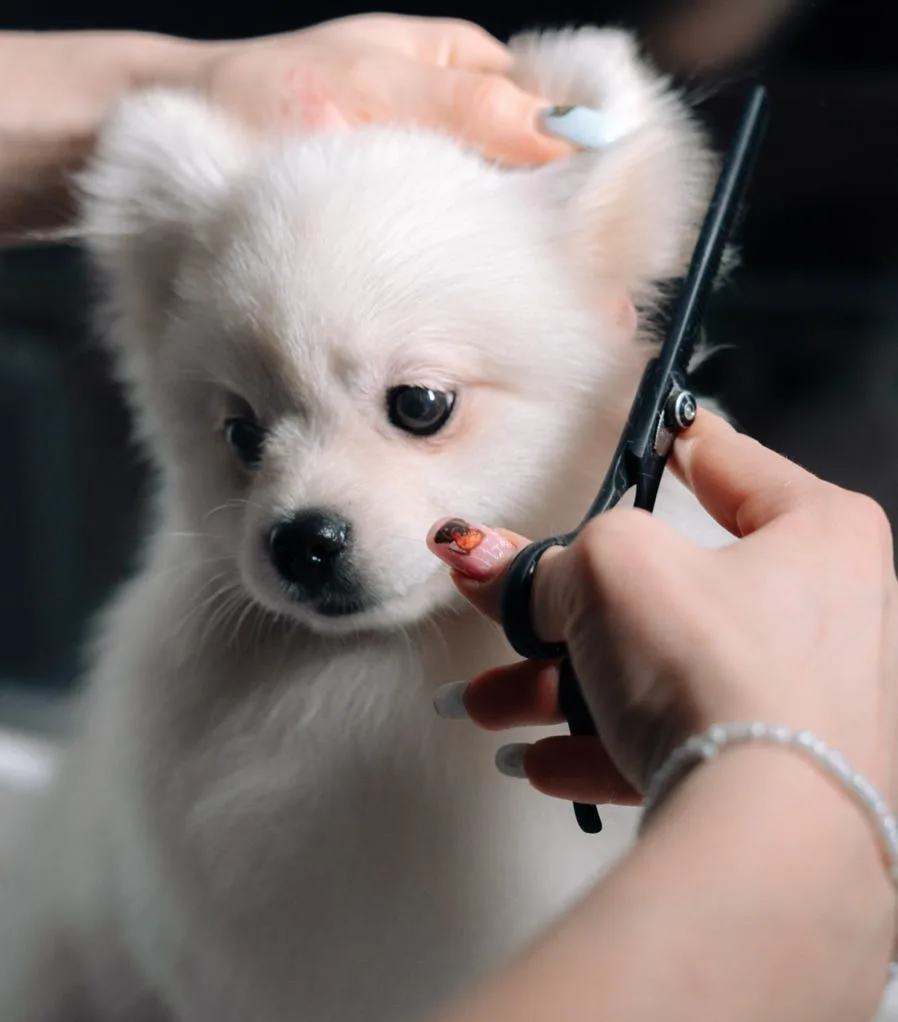 Salon Dog photo 2