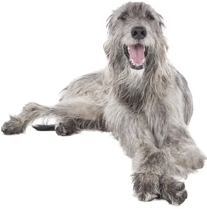 Groomies photo 4