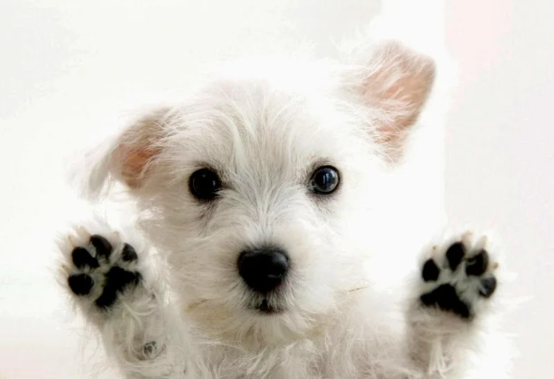 Howlistic Grooming photo 5