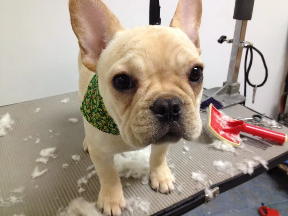 Howlistic Grooming photo 3