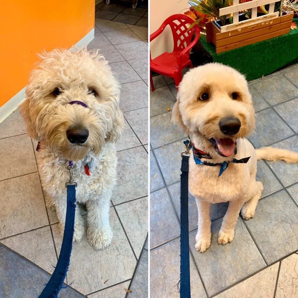 Howlistic Grooming