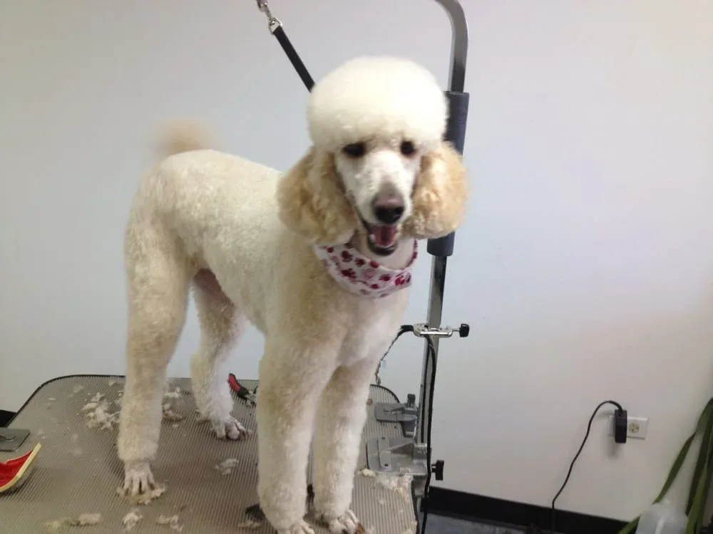 Howlistic Grooming photo 4