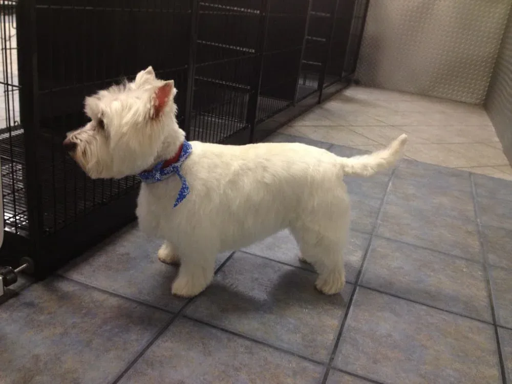 Howlistic Grooming photo 2