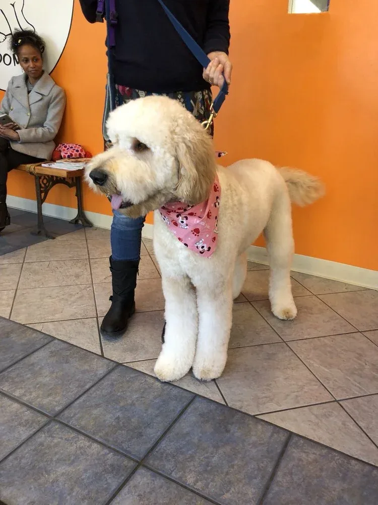 Howlistic Grooming photo 6