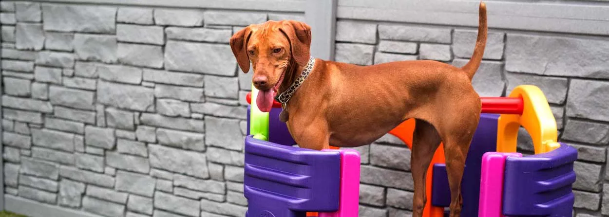 Tucker Pup's Pet Resort photo 8