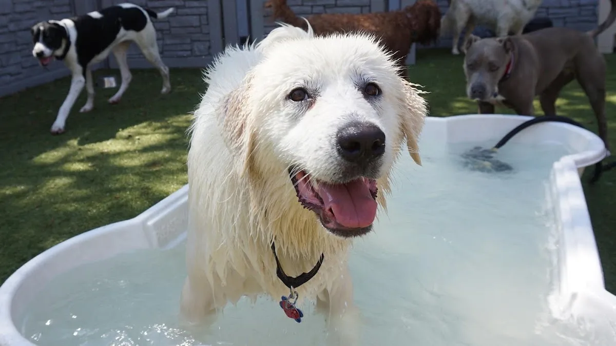 Tucker Pup's Pet Resort