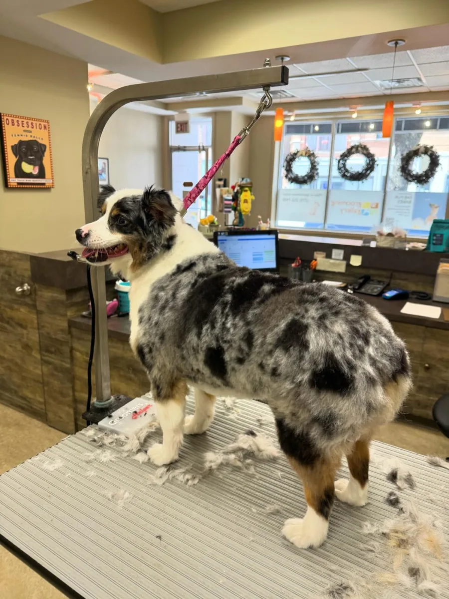 The Grooming Gallery photo 3