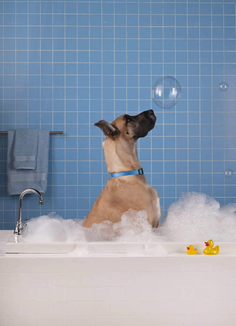 The Grooming Gallery