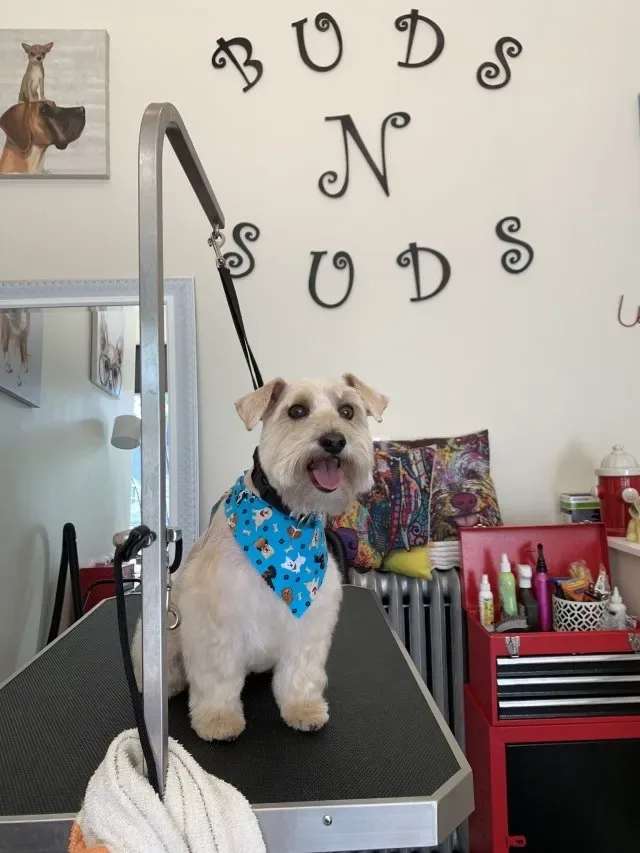 Buds. N' Suds Dog Grooming photo 3