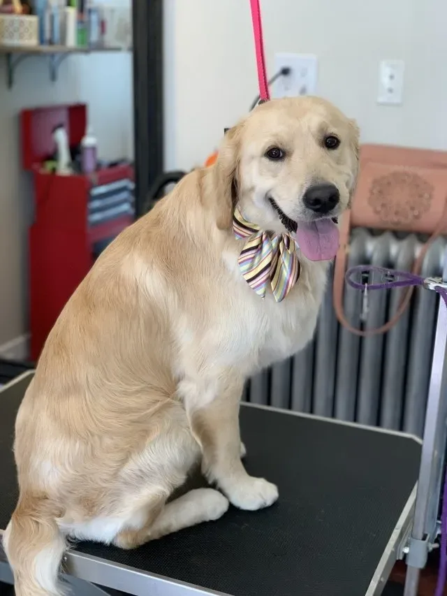 Buds. N' Suds Dog Grooming photo 4