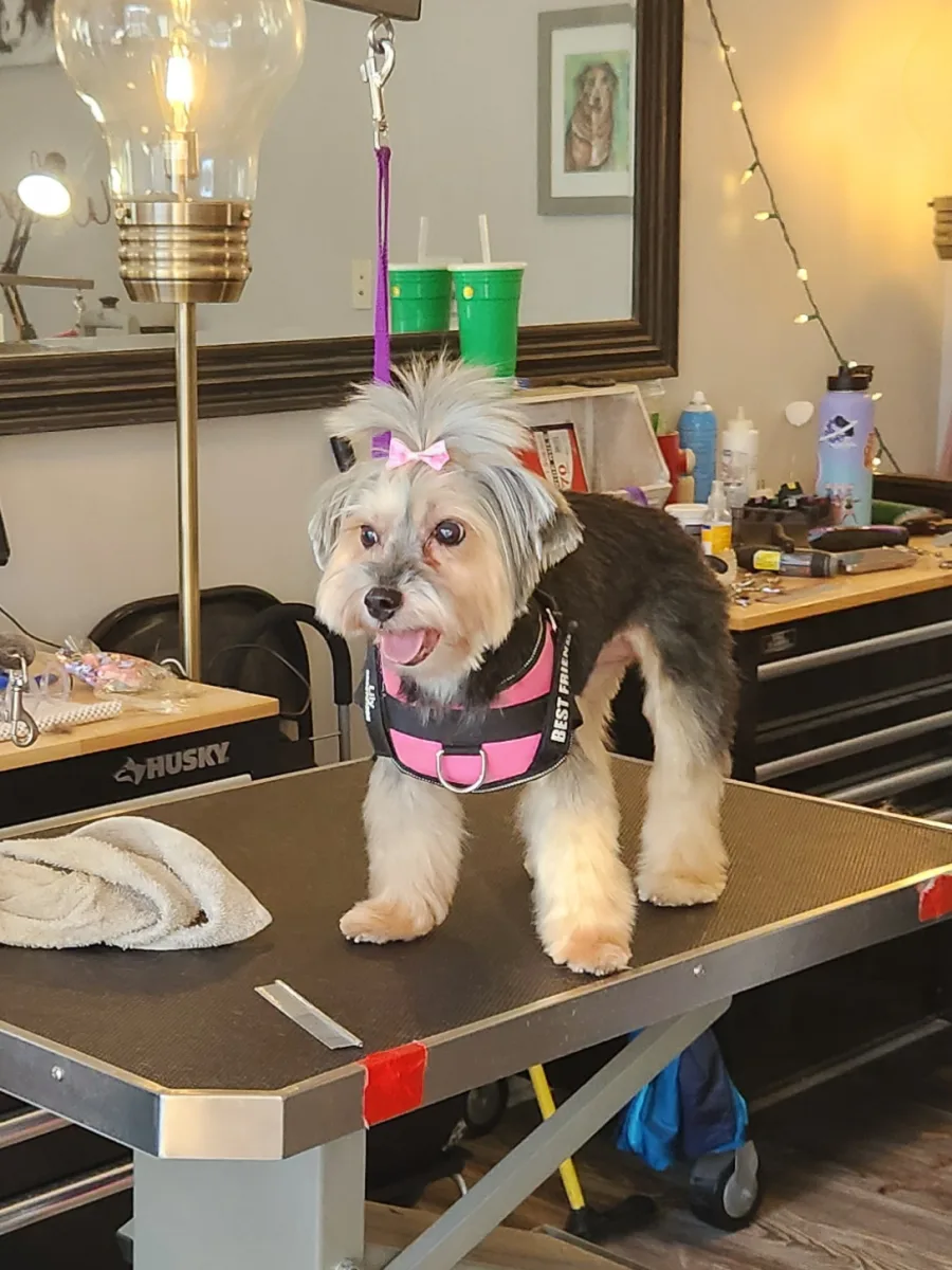 Buds. N' Suds Dog Grooming