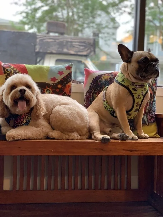 Buds. N' Suds Dog Grooming