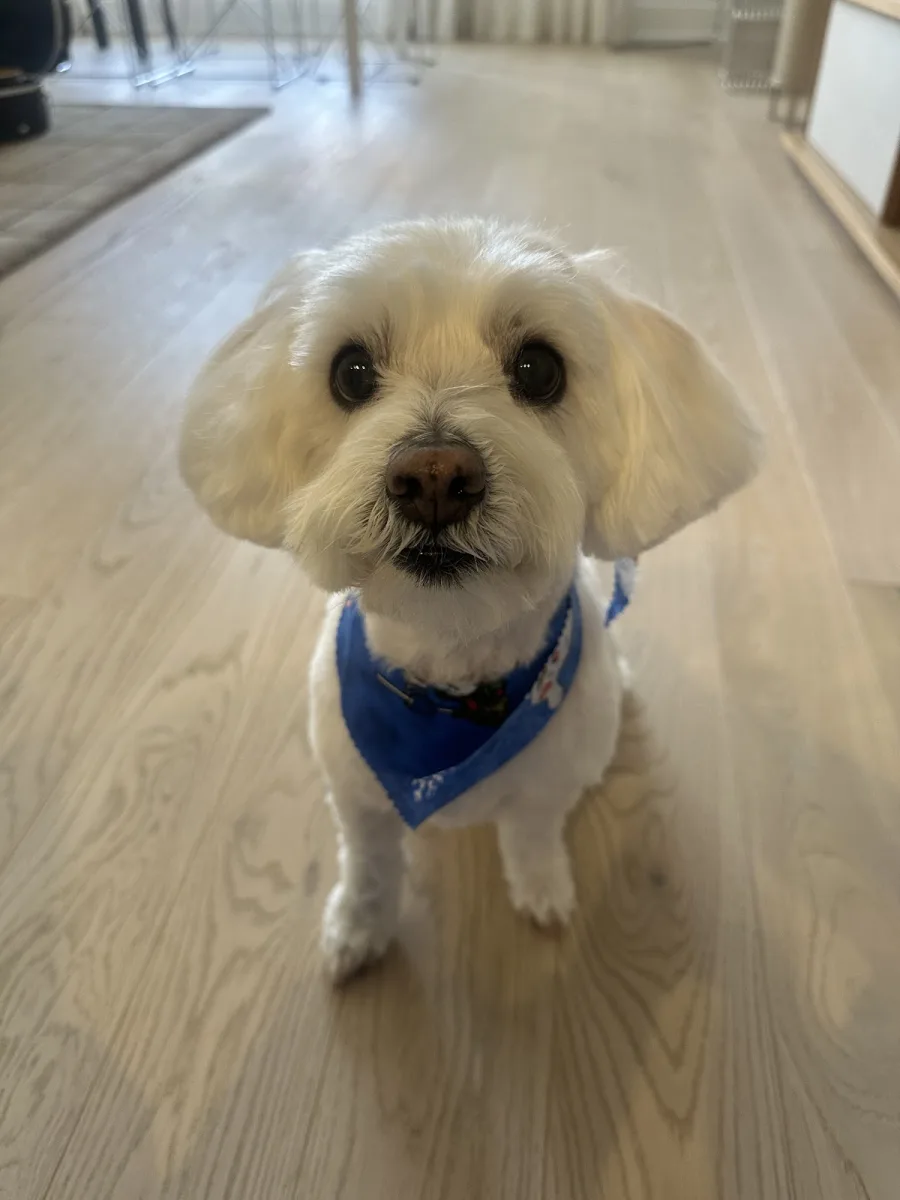 Urban Canine Doggy Day Spa
