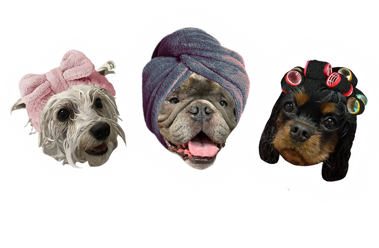 Urban Canine Doggy Day Spa