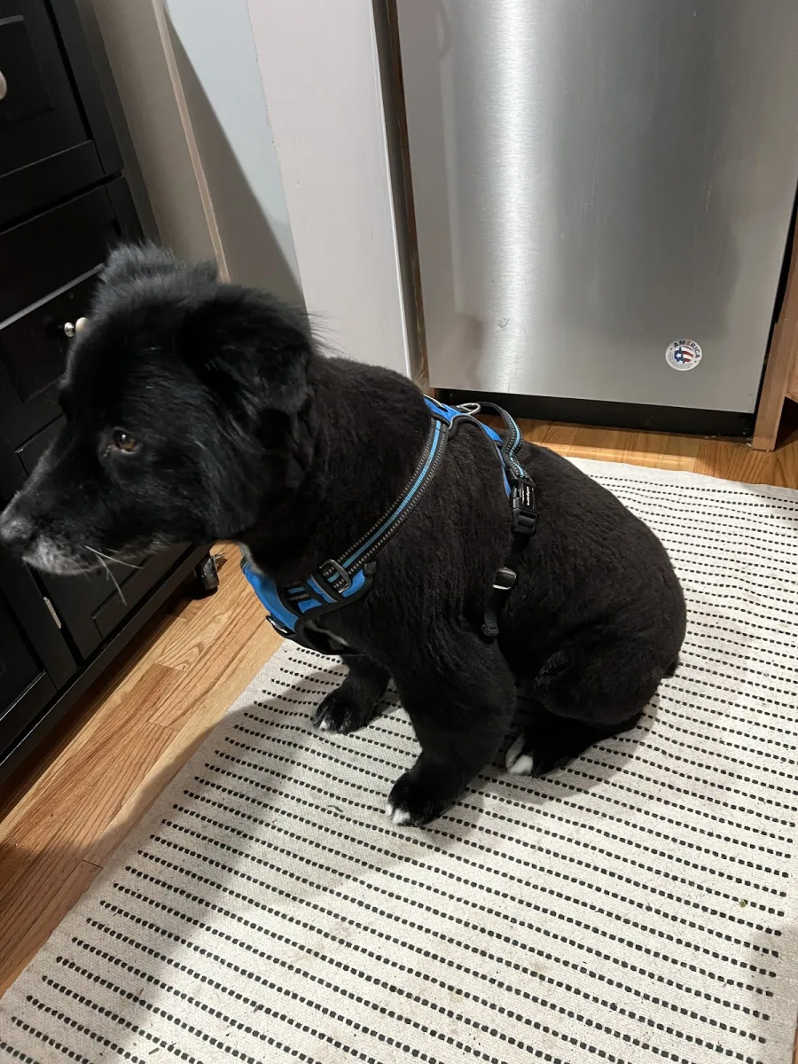 Maries Pet Grooming