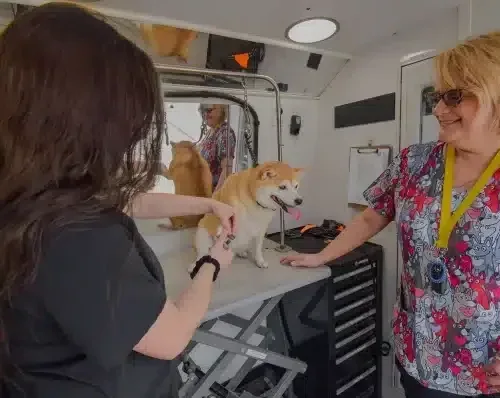 Kontota of Central Houston - Mobile Dog Grooming photo 4