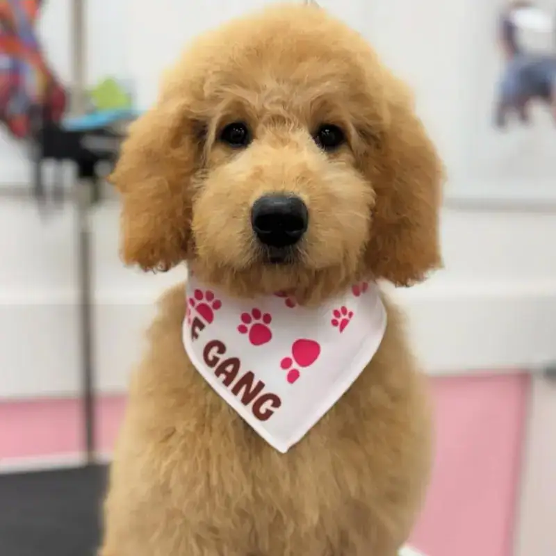 Woof Gang Bakery & Grooming Heights