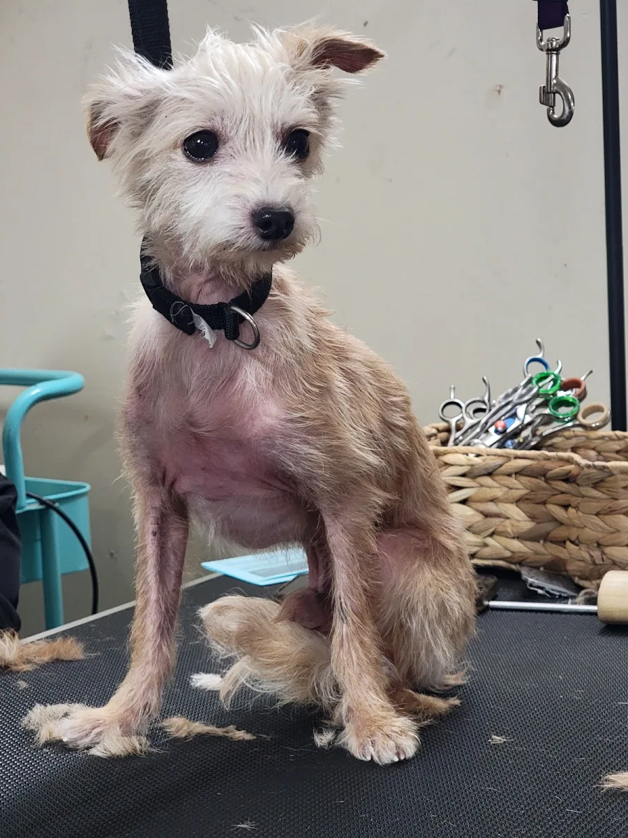 Segundo Pet Grooming