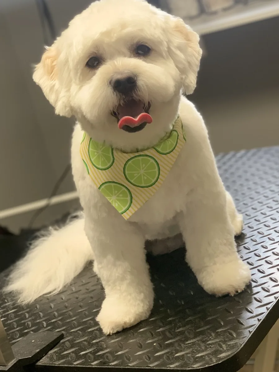 Spa 4 Pawz Grooming Studio photo 6