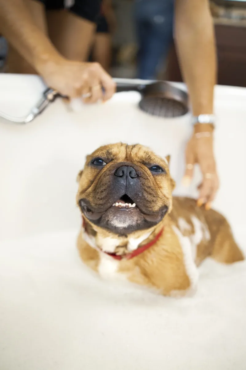 Spa 4 Pawz Grooming Studio photo 9