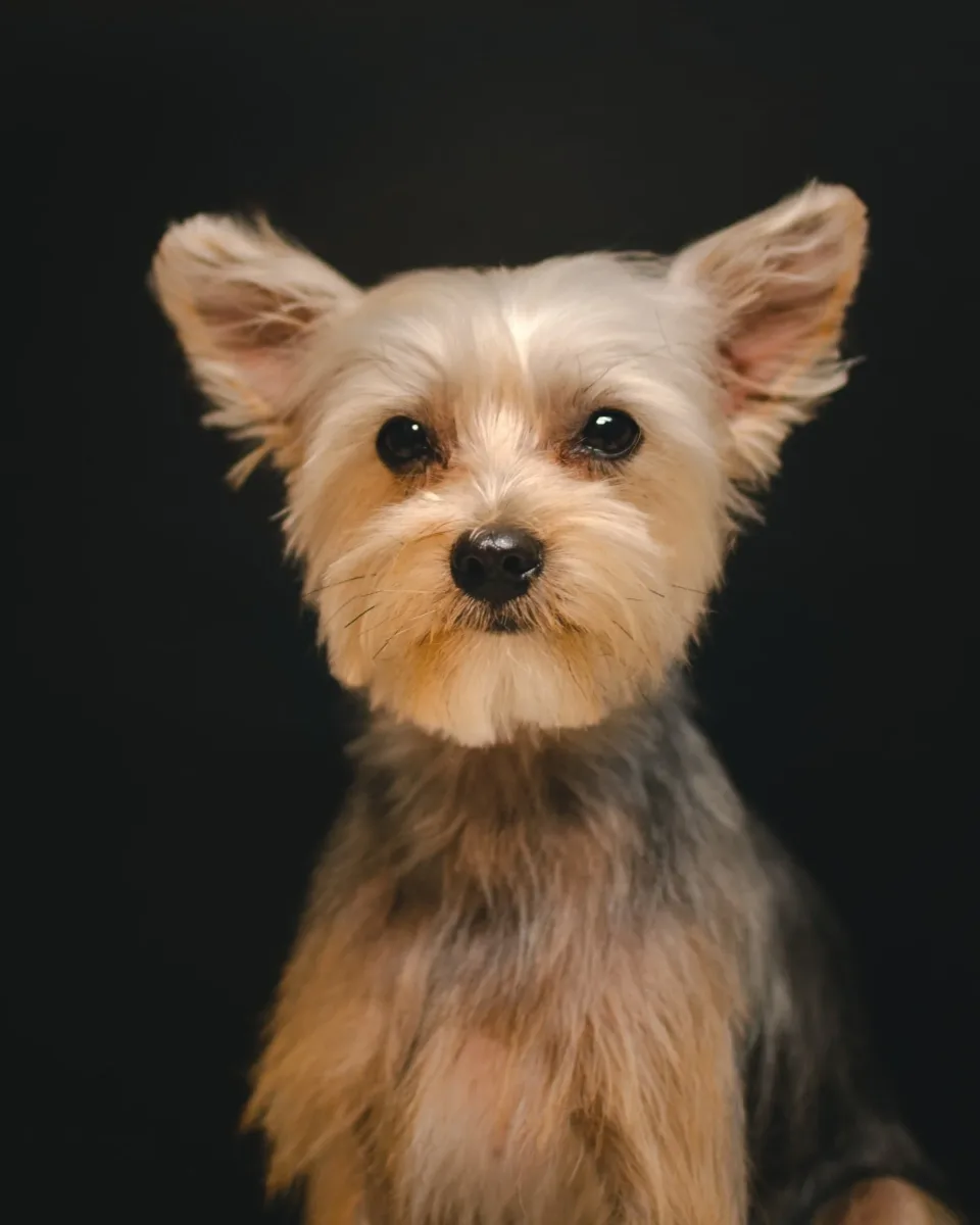 Spa 4 Pawz Grooming Studio photo 3