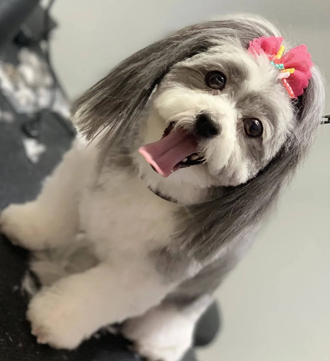 Spa 4 Pawz Grooming Studio photo 2