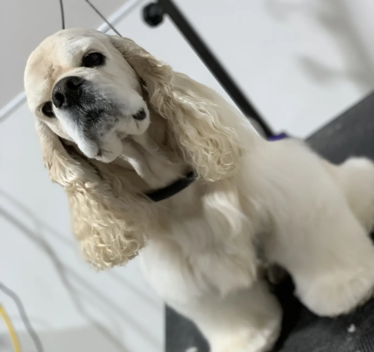Spa 4 Pawz Grooming Studio