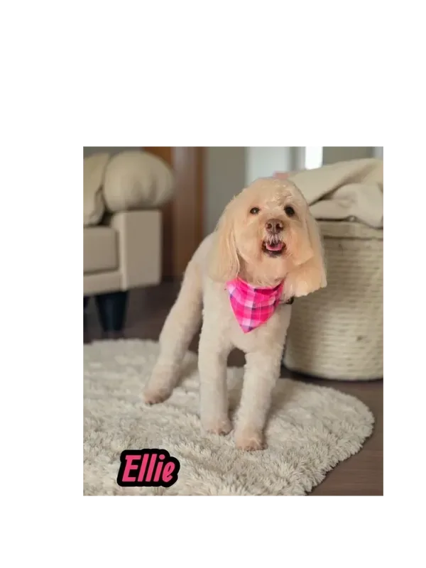 Elevated Touch Pet Salon photo 2