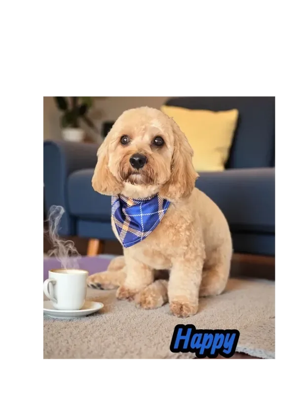 Elevated Touch Pet Salon photo 3