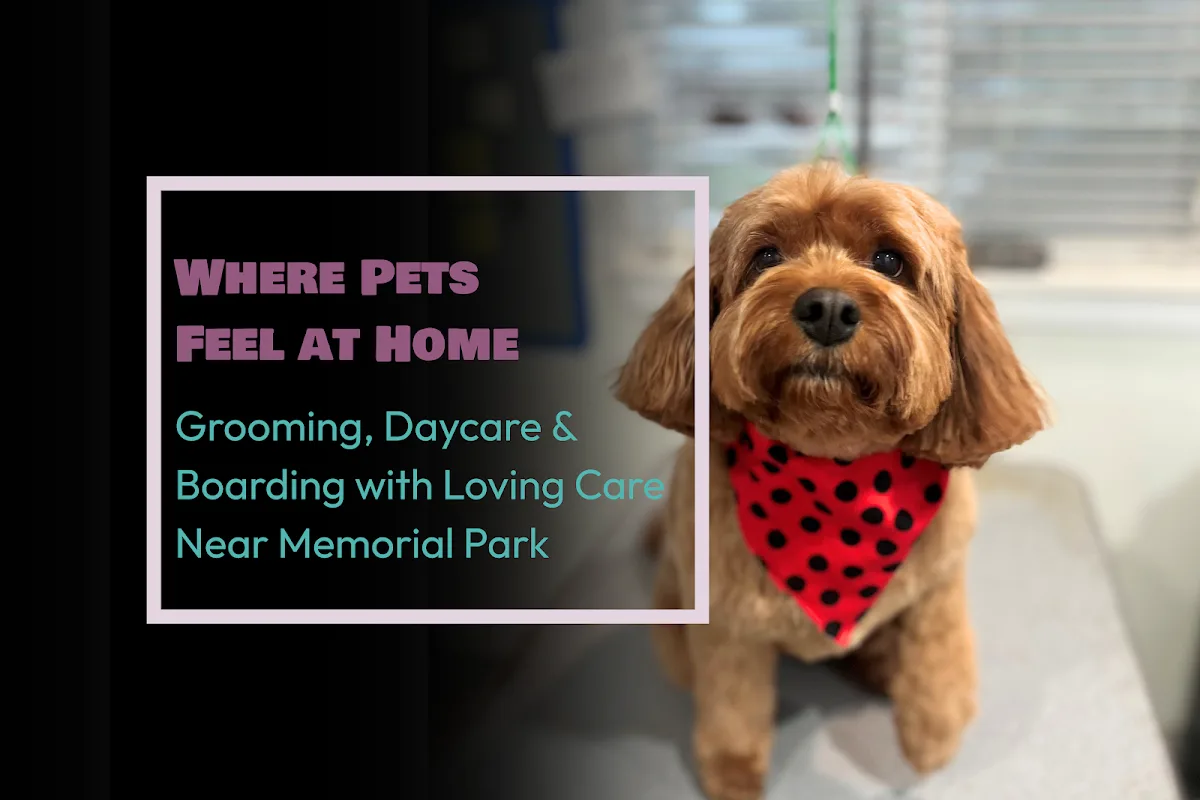 The Dog House Pet Salon - Memorial Park photo 3