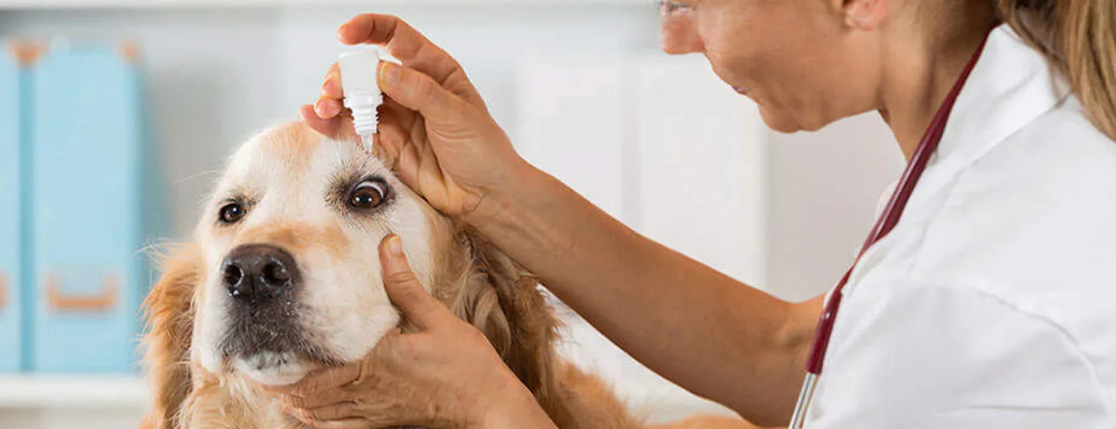 The Dog House Pet Salon - Memorial Park photo 10
