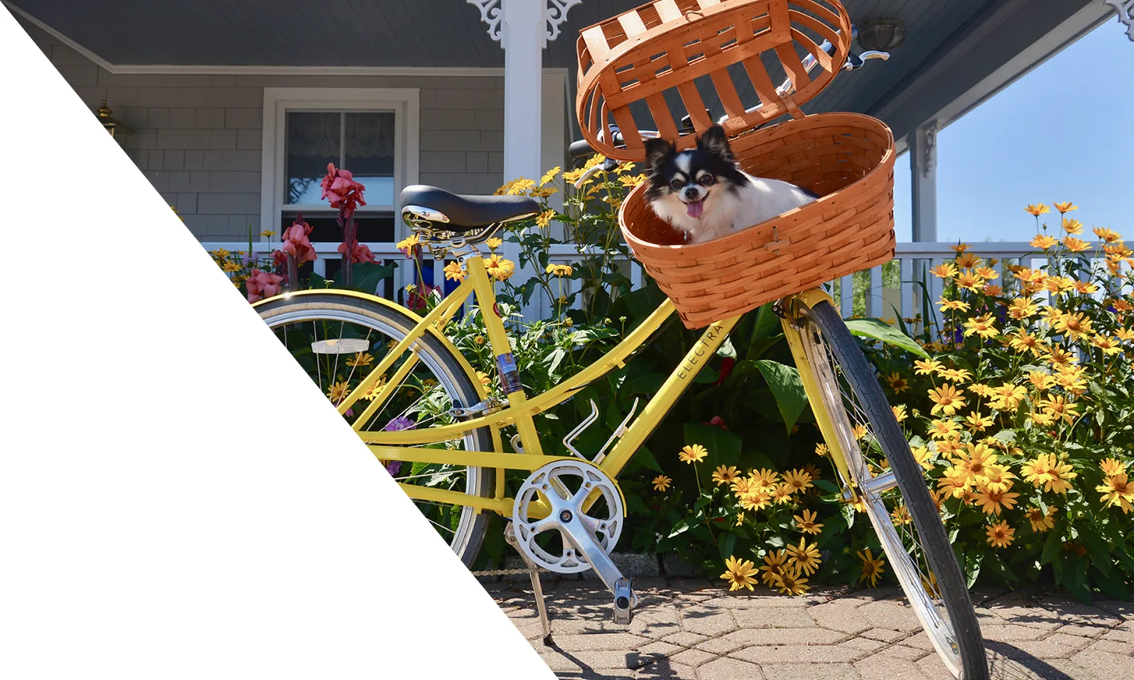 Beach Rose Bicycles Inc. photo 8