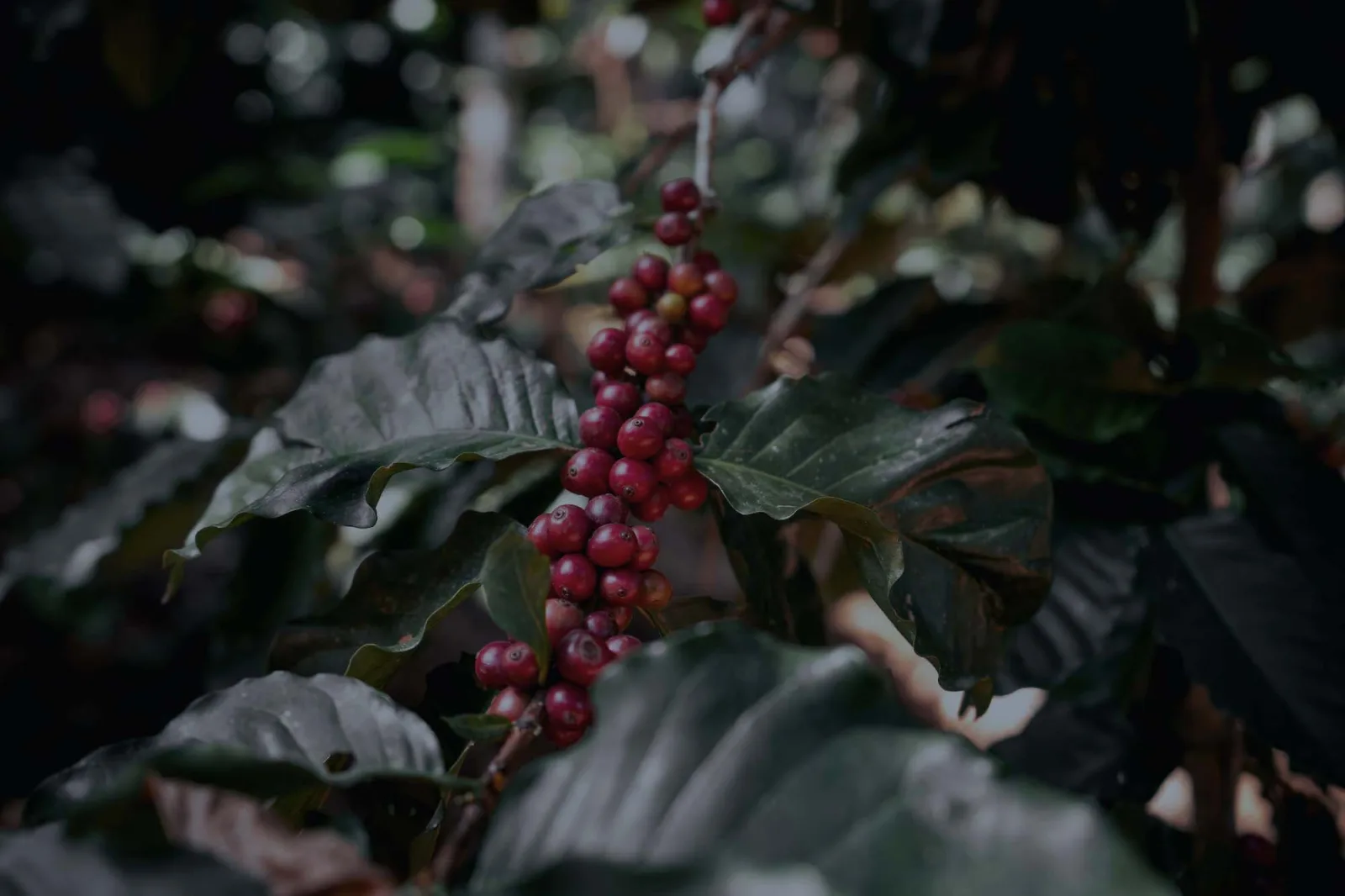 Coffee Project New York | East Village
