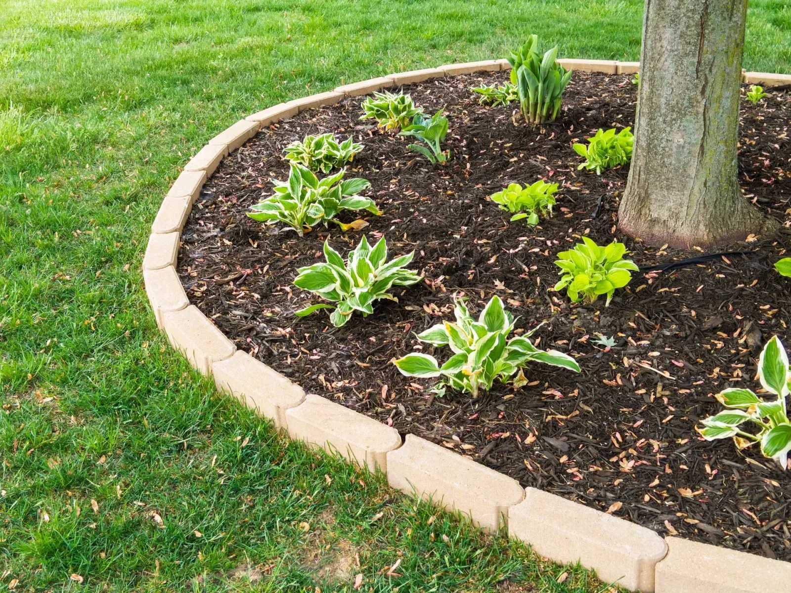 S & S Landscaping photo 4