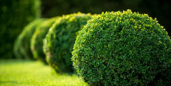 Patceez Home Garden Center photo 9