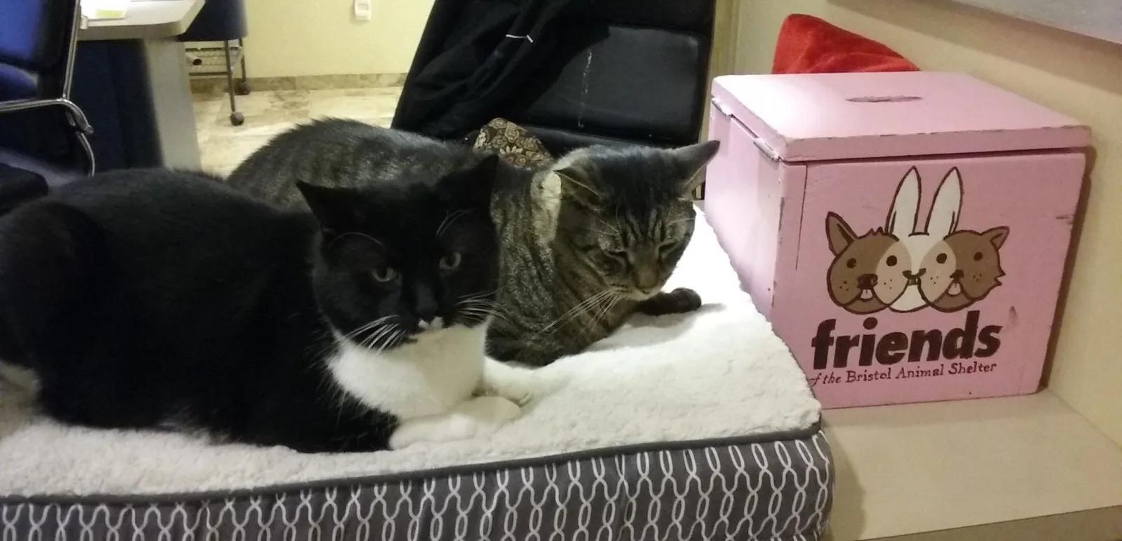 Bristol Animal Shelter photo 5