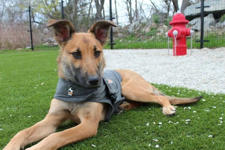 Bristol Animal Shelter photo 4